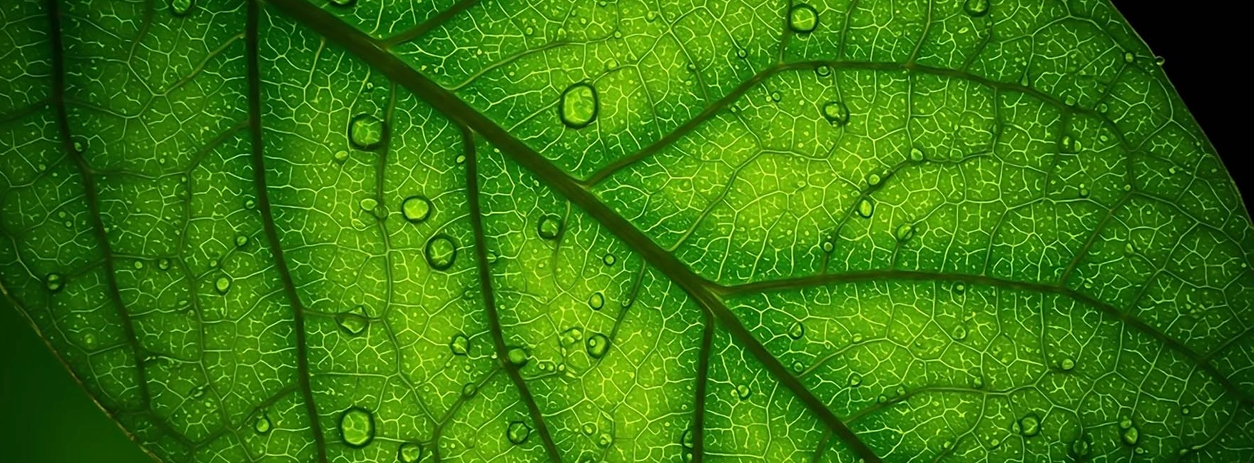 Oekologie Headerbild 2026