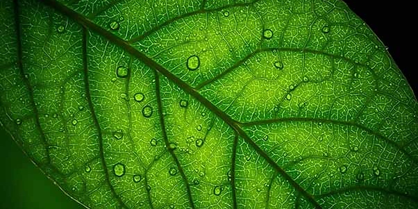 Oekologie Headerbild 2026 small